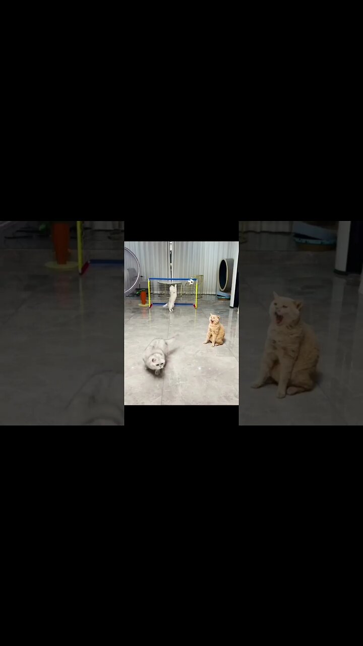 Funny Cats #cat #funnycats #catvideos #funnycatvideos #viral #shortsvideo #trending #catlover