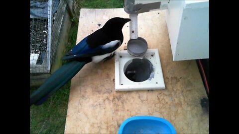 Wild Birds Use Litter Vending Machine