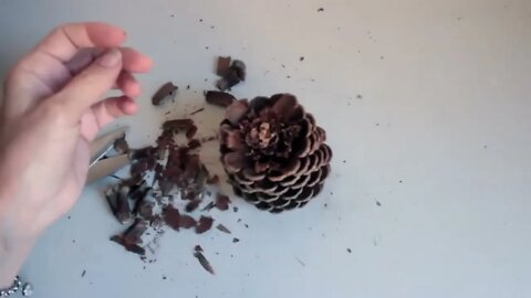 DIY - Pine Cone Ideas