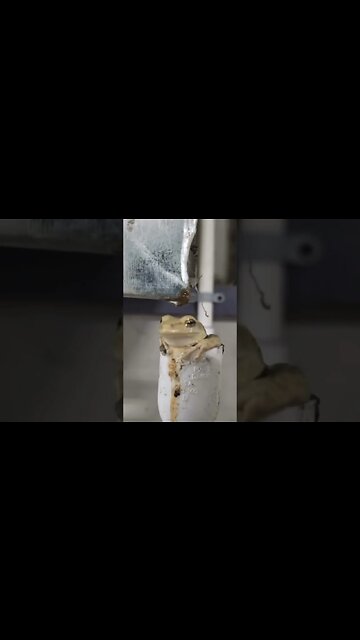 Current Vibe….as the 🌎 falls apart