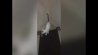 Cat Plays with Treadmill