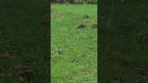 so many mushrooms #shorts