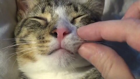 I Touch the Cute Kitten Nose