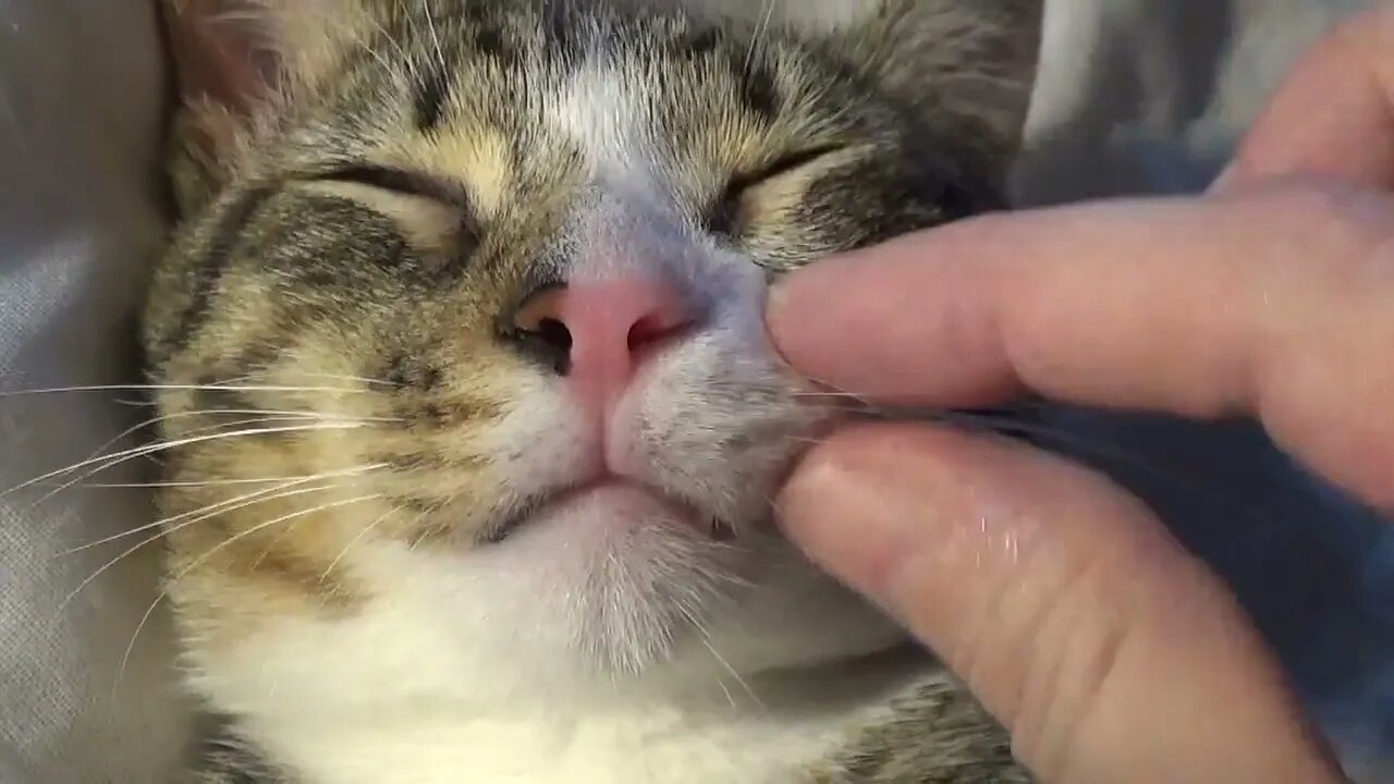 I Touch the Cute Kitten Nose