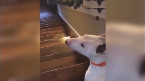 Dog running and jumping up the stairs