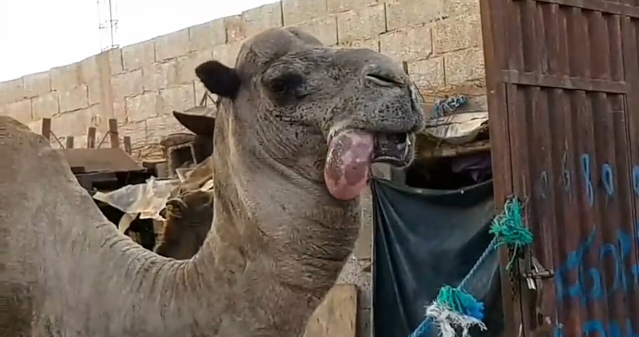 Watch what the camel does if he wants something