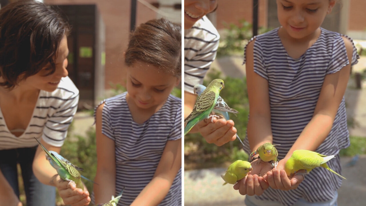 Beautiful parrots are eating grains from children's hands.