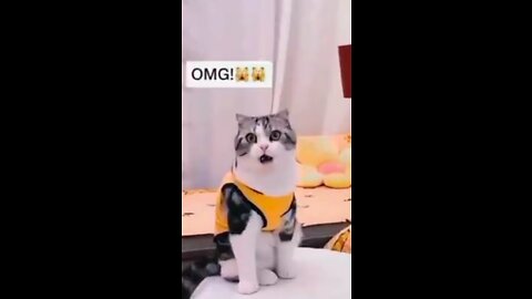 KITTENS CUTE FUNNY REACTION ON MAGIC🤣🤣