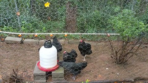 30 seconds of chickens part 34, after the rain