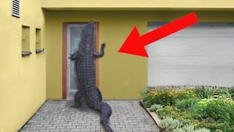 15 Craziest Animal Invasions Caught On Camera