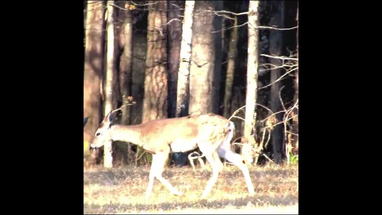 Deer in a Field