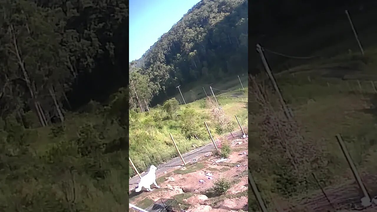 Farm Cam. Maremma pup barks at strange car. learning the ropes