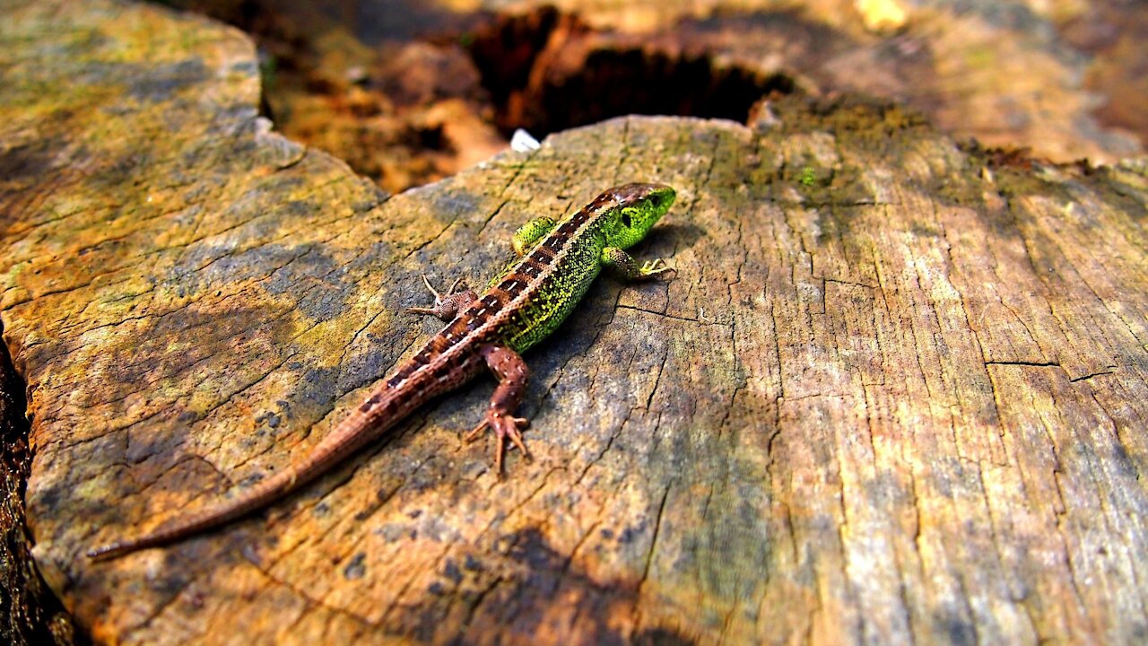 Deep look into the nature . Amazing video with simple lizard