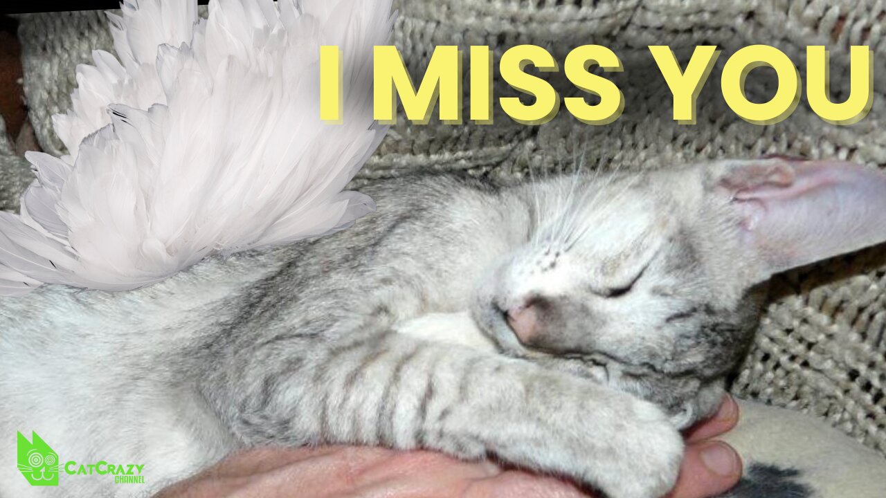 Coping With the Loss Of Your Cat (Grief Counselor Stephanie Rodriguez)