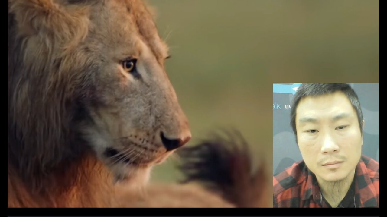 LION in a park full of Hyenas