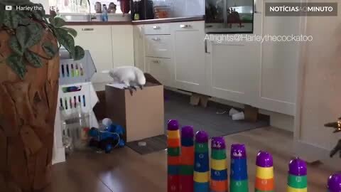 Harley, a cacatua rebelde que adora destruir tudo