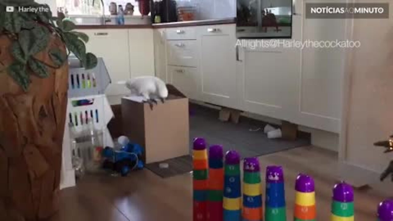 Harley, a cacatua rebelde que adora destruir tudo