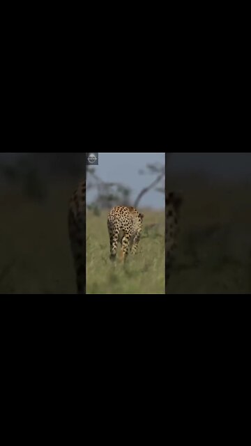 #shorts, #animal, #animals, #animalfacts, #animalshorts, #nature, #wildlife, #wildlifeanimals