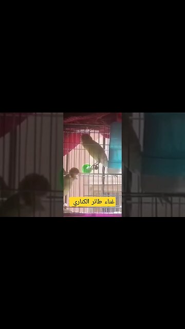 غناء طائر الكناري