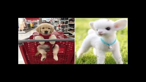 Baby Animals Funny Cats and Dogs Videos Compilation 2022 | Cute Pets