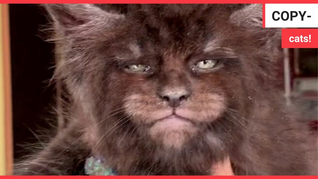 Bizarre footage shows a collection of kitties that appear to have HUMAN faces