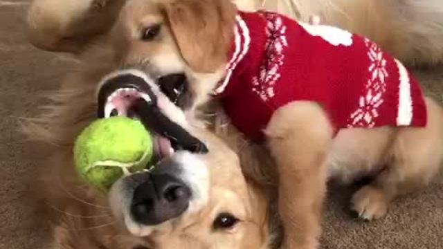 Father & son Golden Retrievers wrestle over tennis ball