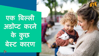 आपको एक बिल्ली क्यो अडॉप्ट करनी चाहिये ?