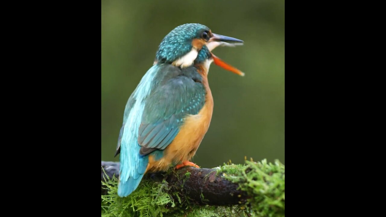 See how king fisher catches fish