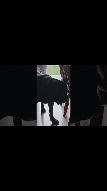 My Dogs LIVE a Awesome Life! #shorts #dog #petcare