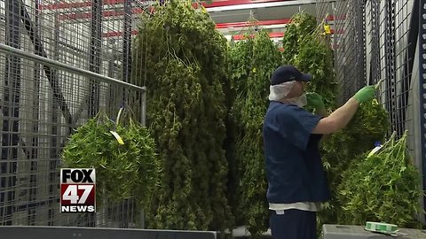 1st pot harvest for Lansing-area company