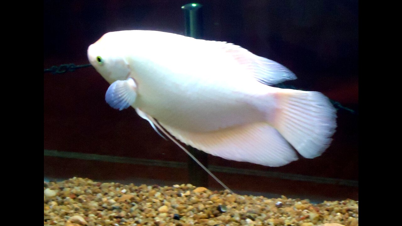 Beautifull white fish.