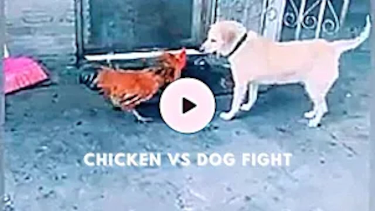 Chicken VS Dog Fight - compilation