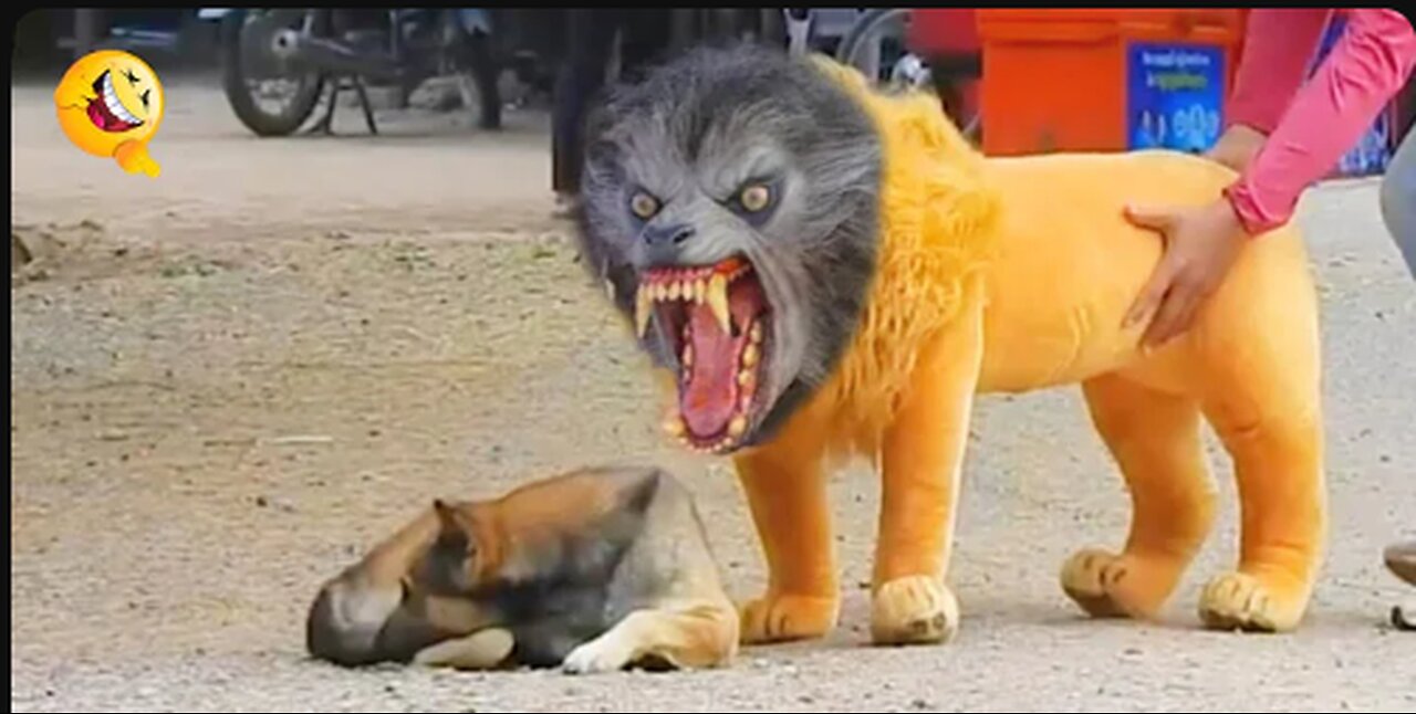 Troll Prank Dog Funny & fake Lion and Fake Tiger Prank To dog & Huge Box Prank to dog