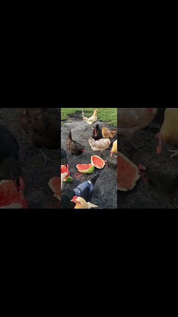 Watermelon #chickenshorts #chickens