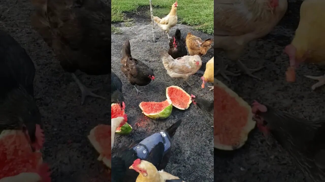 Watermelon #chickenshorts #chickens