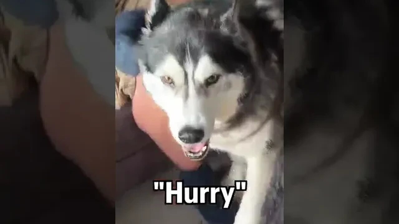 Husky Suddenly remembered He's Not Meant to Do that! #shorts