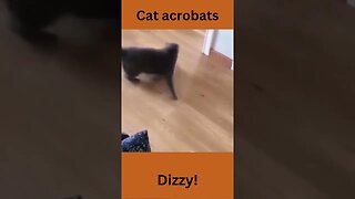 Dizzy cat!, funny animal videos, funny cats #shorts