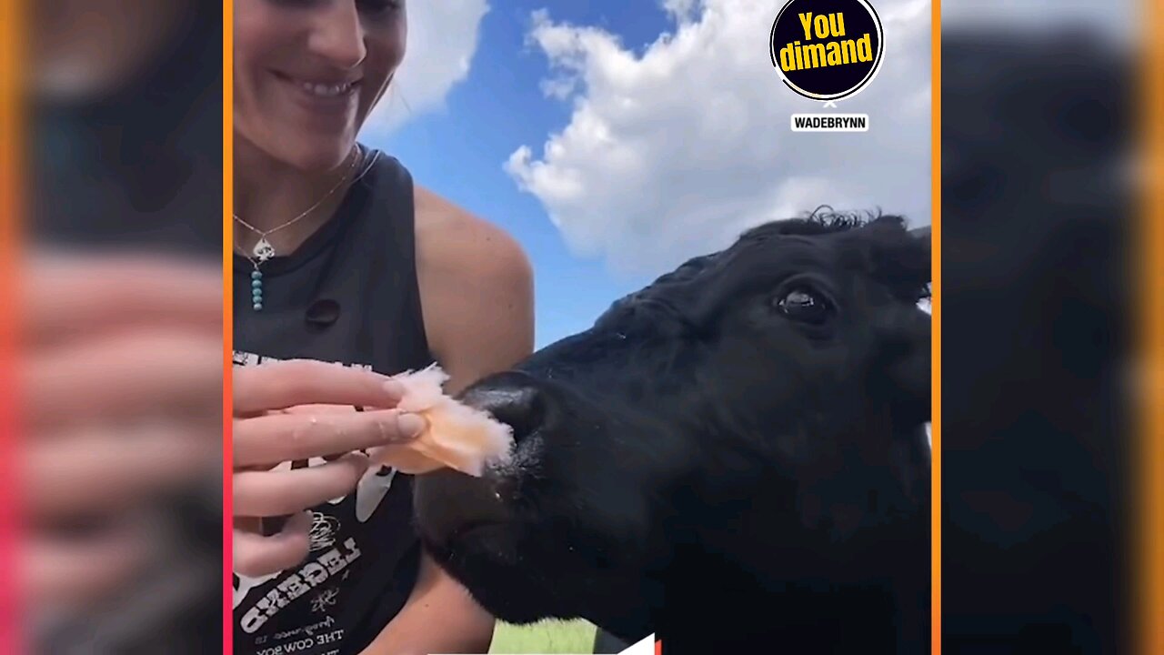 Feeding my cow different tasty treats