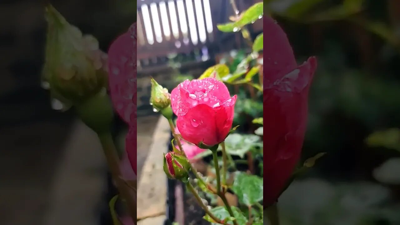 Roses 🌹 are Red #nature #rose #yorkshire # flower #red