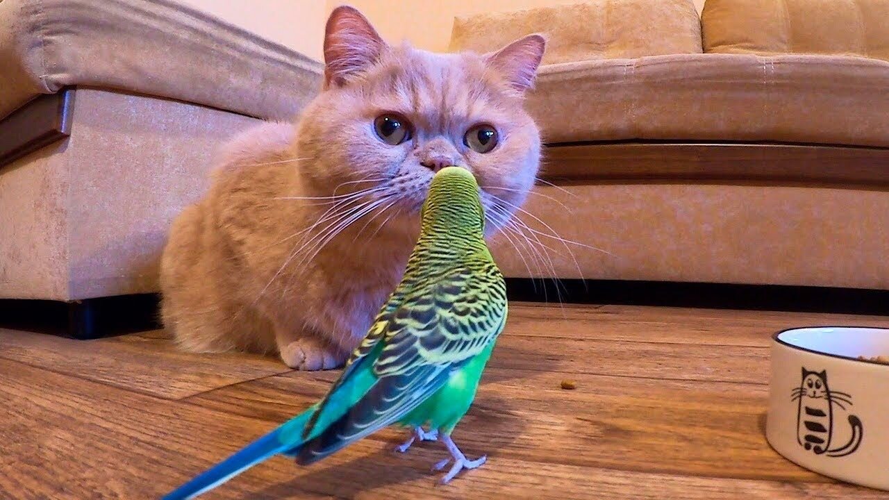 Cat And Parrot Friends || Funny Parrot Video