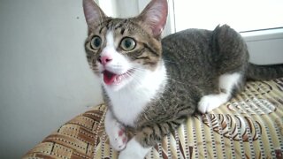 Heat Makes Sweet Kitten Pant