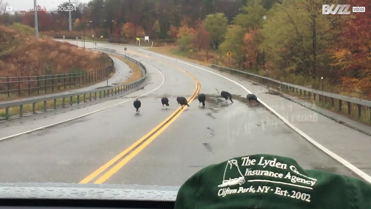 Gangue de perus bloqueia estrada nos EUA