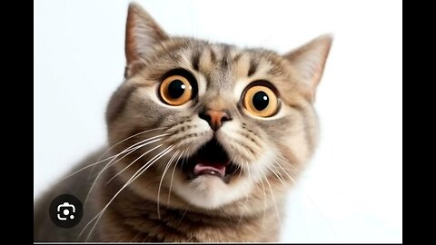 Funny Cat Moments