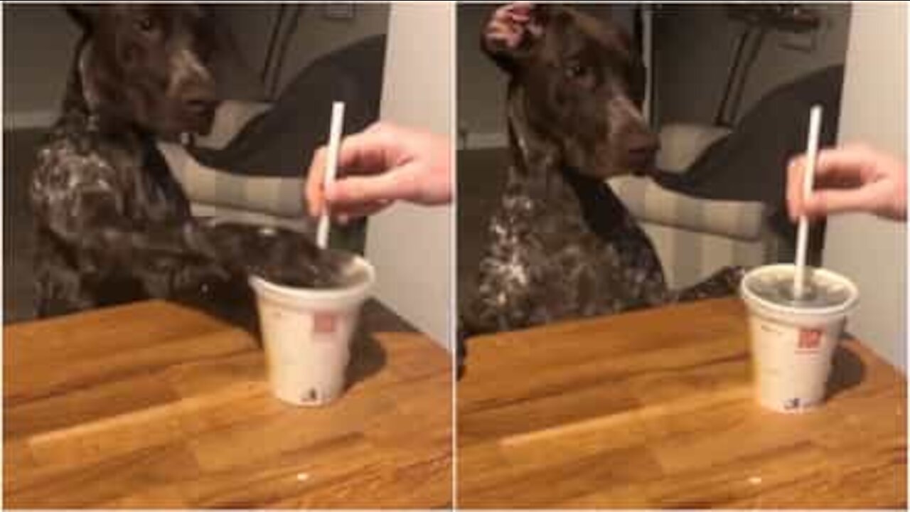 Cane spaventato dal rumore della cannuccia