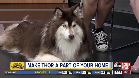 Rescues in Action June 22 | Make Thor part of your home