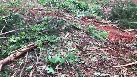 Should you clear utility right of ways?