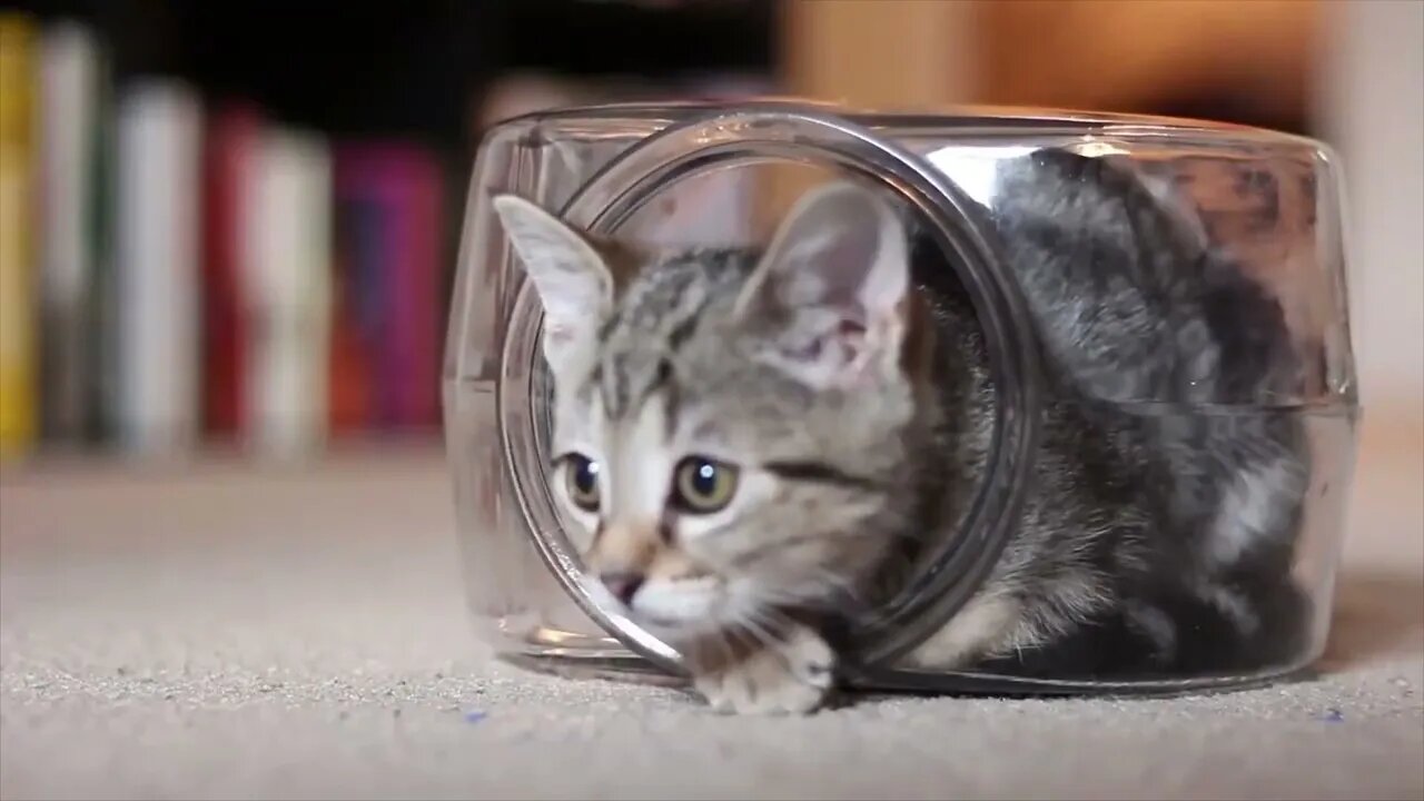 Kitten is having the time of his life