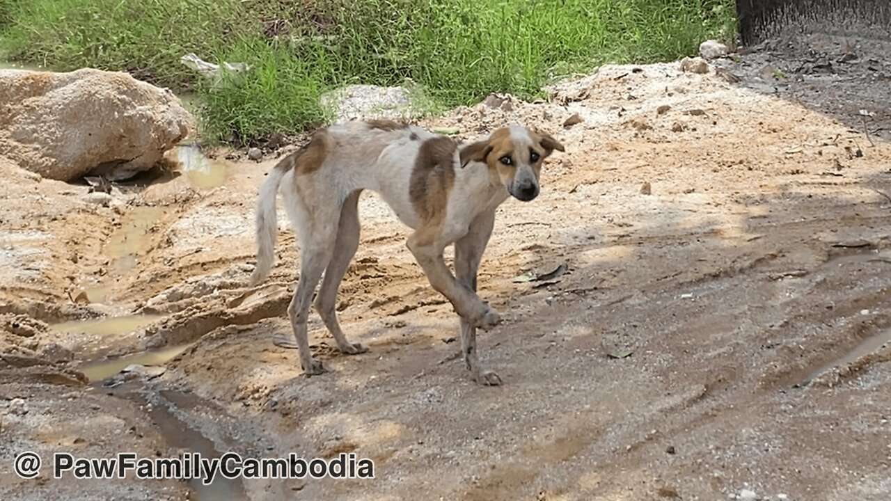 Rescuing the dog, her paw was chopped off