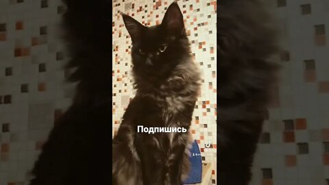 ПРИКОЛ С КОТОМ!!!