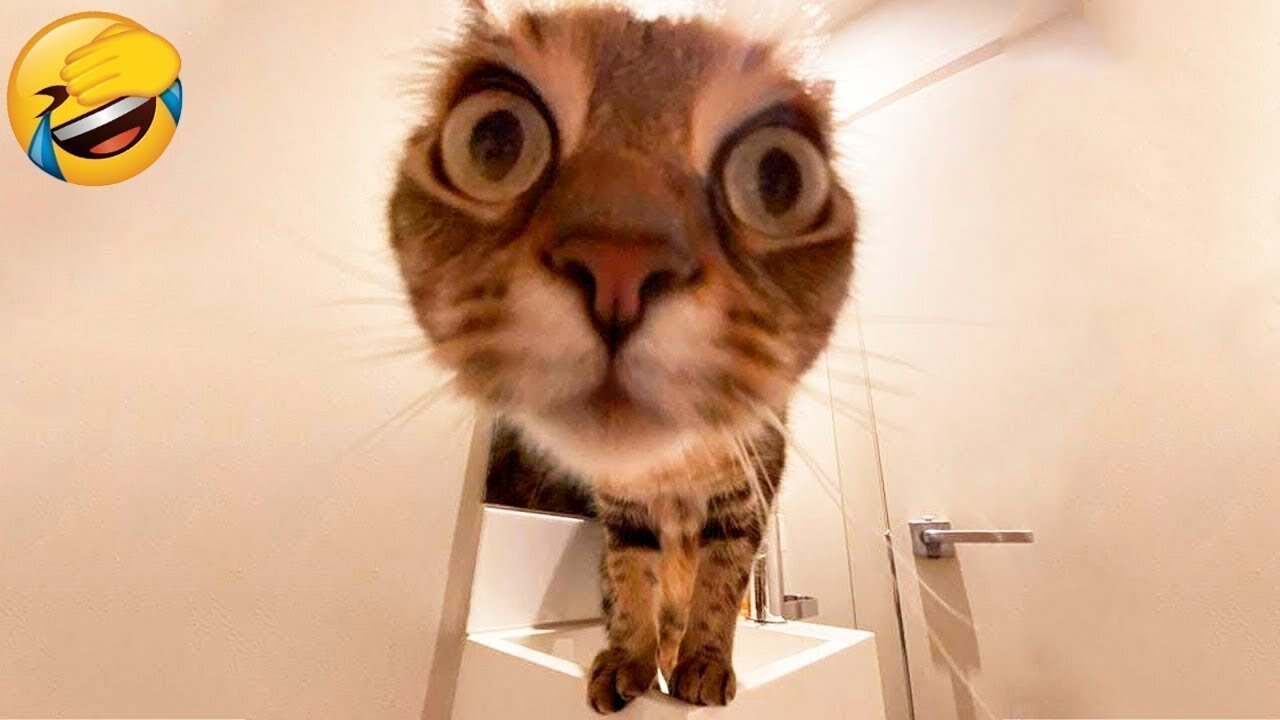 New Funny Animals π Funniest Cats and Dogs Videos πΊπΆ